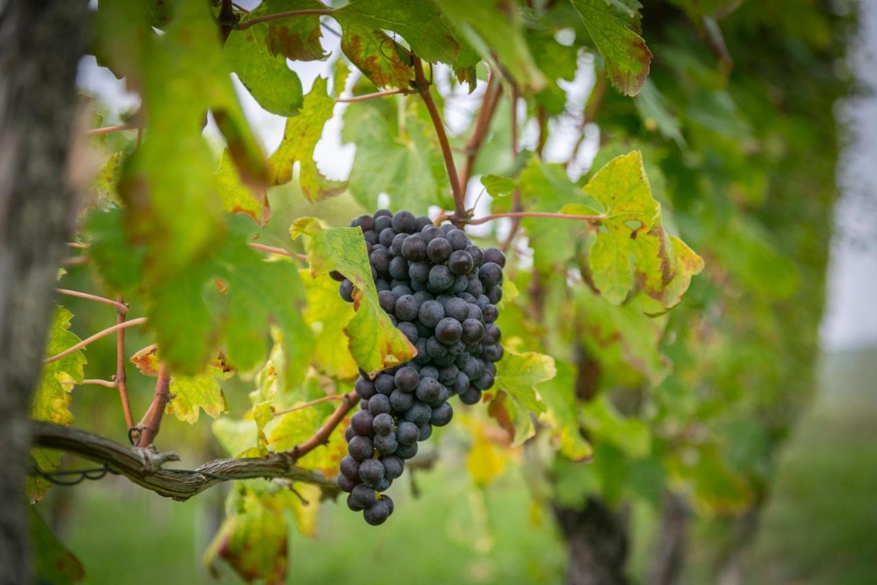 Ca Trifolera Barbaresco - Romantico Cascinale Con Antica Cantina Nel Cuore Delle Langhe - Degustazione Vini Nella Nostra Cantina المظهر الخارجي الصورة