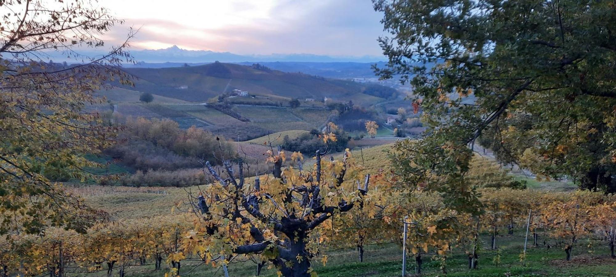Ca Trifolera Barbaresco - Romantico Cascinale Con Antica Cantina Nel Cuore Delle Langhe - Degustazione Vini Nella Nostra Cantina المظهر الخارجي الصورة
