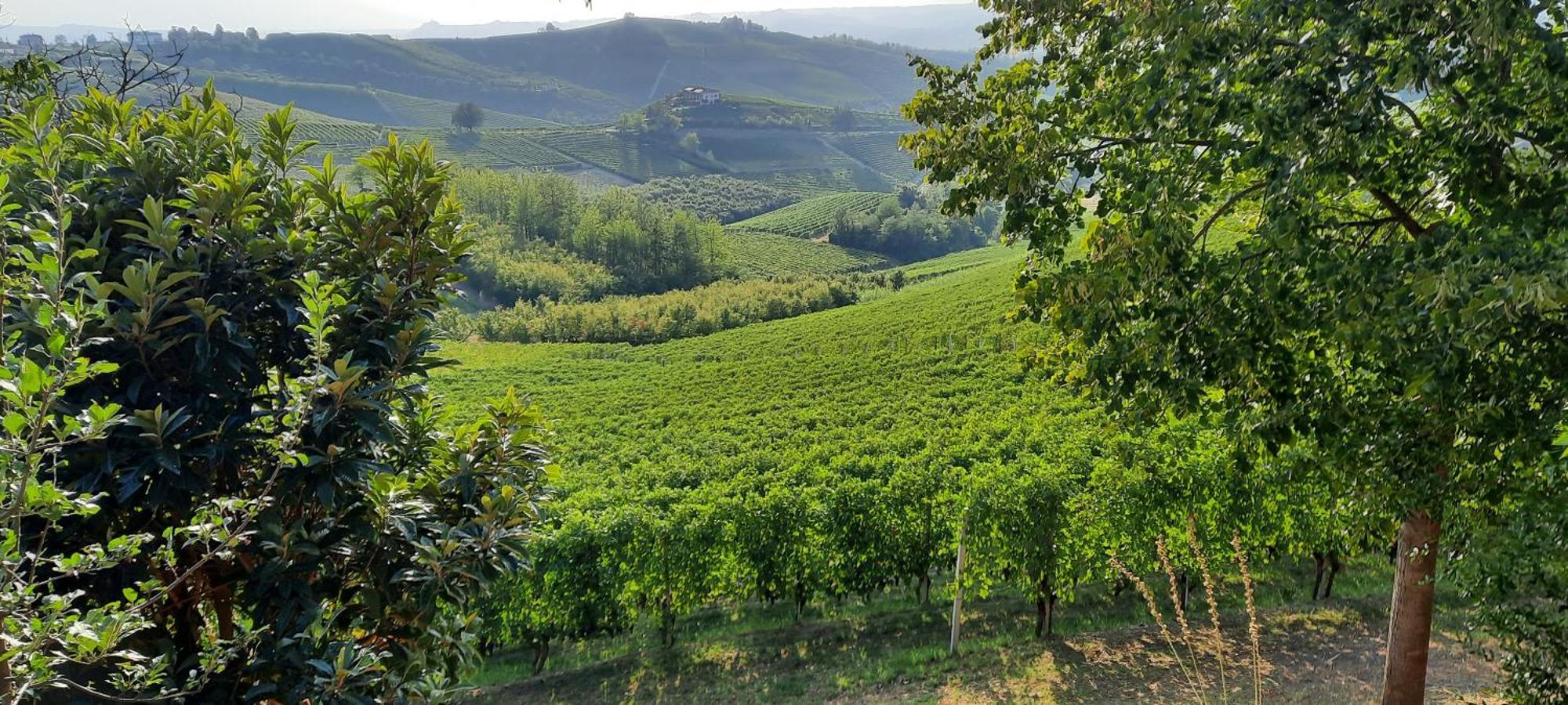 Ca Trifolera Barbaresco - Romantico Cascinale Con Antica Cantina Nel Cuore Delle Langhe - Degustazione Vini Nella Nostra Cantina المظهر الخارجي الصورة